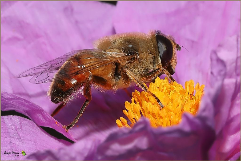 Eristalis tenax?